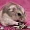 Image result for Hamster Wallpaper HD