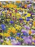 Image result for Oregon Wildflowers