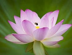 Image result for Lotus Flower Reeth