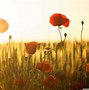 Image result for California Poppies Wallpaper