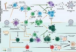 Image result for Inflammation vs Infection