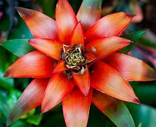 Image result for Brazil Plants and Flowers