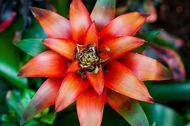 Image result for Tropical Flowers in Brazil