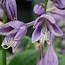 Image result for Hosta ventricosa