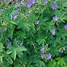 Image result for Geranium sylvaticum Amy Doncaster