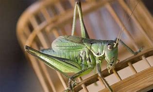 Image result for Chinese Cricket Insect