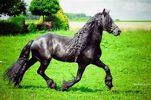 Image result for Black Horse Breeds Girl
