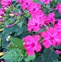 Image result for Growing Four O'Clock Flowers