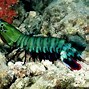 Image result for Shrimp Swimming in the Sea