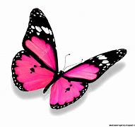 Image result for Pink Butterfly