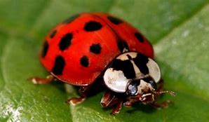 Image result for Difference Between Beetle and Bug