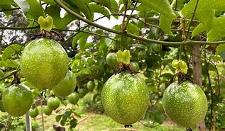 Image result for Climbing Fruits