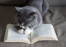 Image result for Low Quality Cat Reading a Book