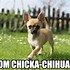 Image result for Chihuahua Meme Girl