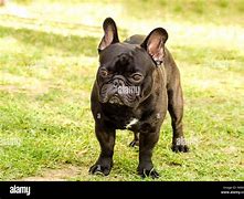 Image result for French Bulldog Bat Ears