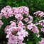 Image result for Phlox Lichtspel (Paniculata-Group)