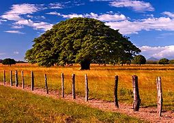 Image result for Guanacaste Tree