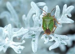 Image result for What Should I Know About Bugs and De Bugs