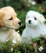 Image result for Cute Puppies HD