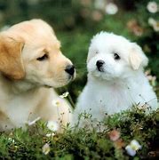 Image result for Cute Happy Puppy Background Wallpaper