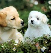 Image result for The Cutest Puppy