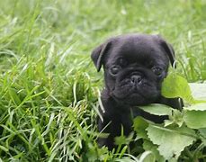 Image result for Cute Black Pug Puppy