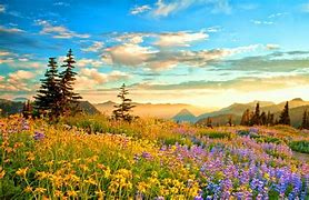 Image result for Sunny Flower Field