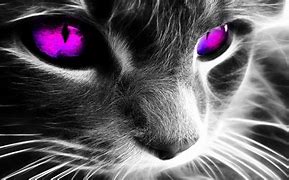 Image result for Galaxy Cat Desktop Wallpaper