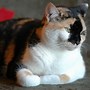 Image result for Classic Calico Cat