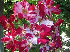 plantas penduradas ao ar livre fourth of july roses jpg 1600 215 1200 plantas penduradas ao ar livre fourth of july roses jpg 1600 215 1200