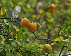Image result for Hawaii Bright Orange Fruit