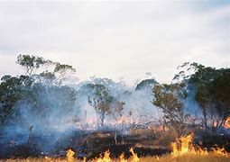 Image result for Prescribed Burning Australia