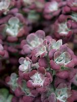 Image result for Sedum (L) spathulifolium Purpureum