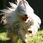 Image result for Shaggy Animals