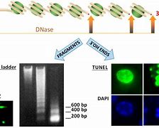 Image result for Tunel Assay