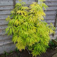 Image result for Sambucus racemosa Sutherland Gold