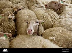 Image result for Sheep Waiting