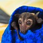 Image result for Australian Fruit Bat