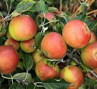 Image result for Cox Apple's