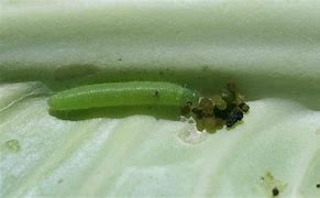 Image result for %22imported-cabbageworm%22