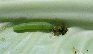 Image result for "imported-cabbageworm"