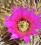 Image result for Pink Cactus Flower