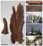 Image result for "clathria Coralloides". Size: 150 x 163. Source: www.researchgate.net