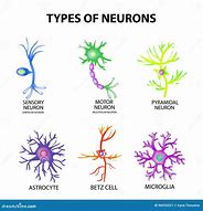 Image result for Neuroni