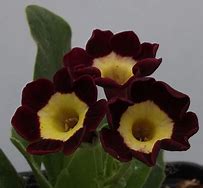 Image result for Primula Auricula Pippin