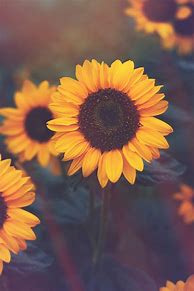 Image result for Sunflower Pinterest