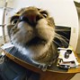 Image result for Funny Cat Looking into Camera
