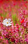 Image result for Types of Arizona Wildflowers