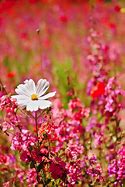 Image result for Wildflower iPhone 8 Dalmation