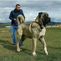 Image result for Giant Dog Balia